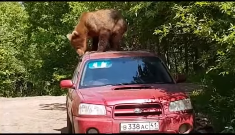 oso ataca camionetas / Fuente: @Youtube Новости Камчатки - Кам 24