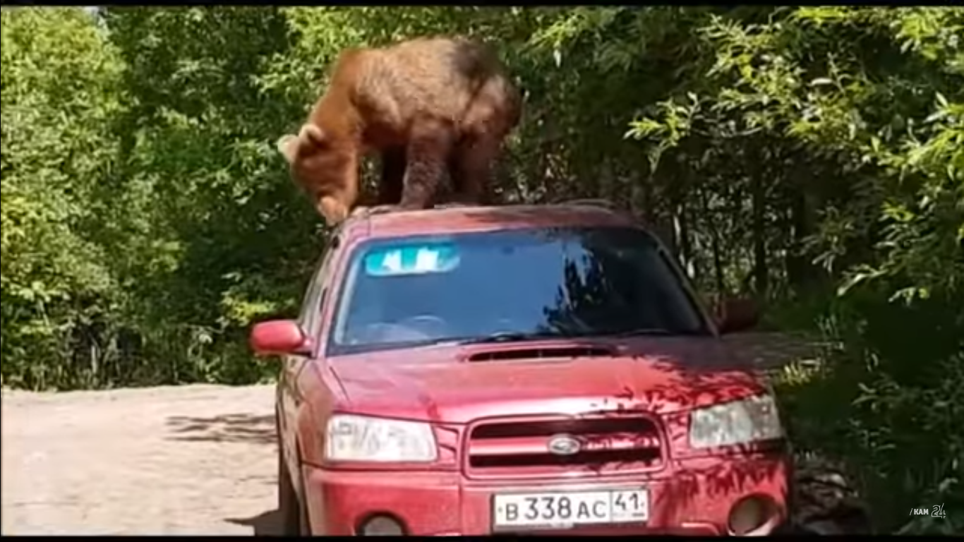 oso ataca camionetas / Fuente: @Youtube Новости Камчатки - Кам 24