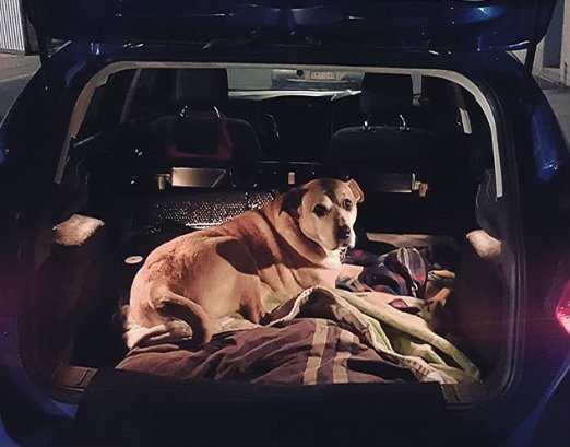 perro encerrado / Fuente: Instagram @swongsy