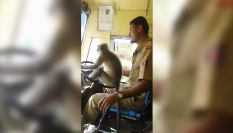 mono conduce en india