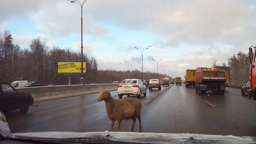 Camino de obstáculos en Moscú con una oveja perdida en carretera
